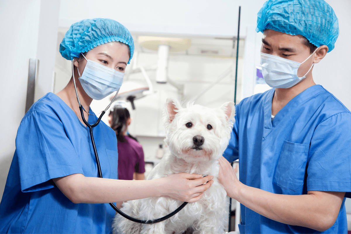 doctors with dog