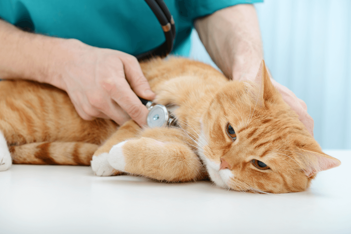 cat getting cared for