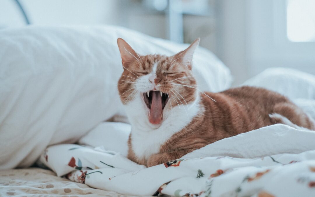 White and orange cat yawning in bed
