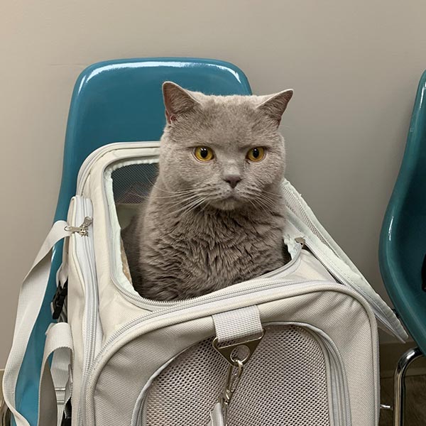 Grey Cat Poking Head Out Of Carrier