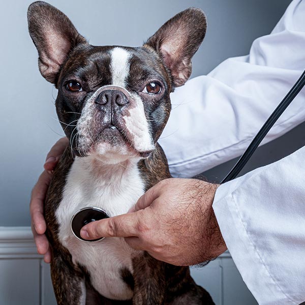 male veterinarian using stethoscope to check boston terrier's heart and lungs