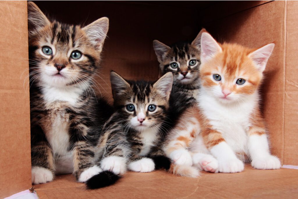 Tabby Kittens In A Cardboard Box