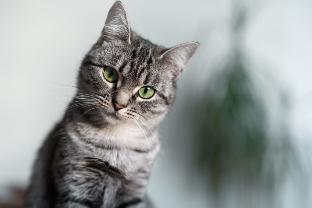 Beautiful American Shorthair Cat With Green Eyes