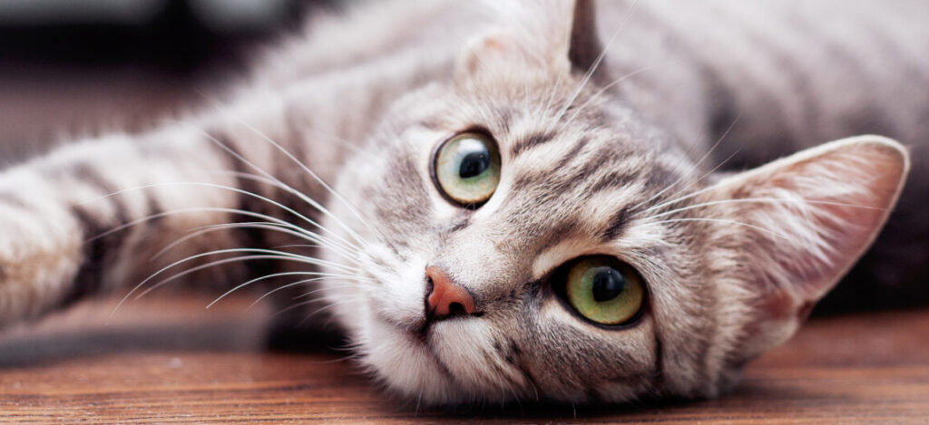 Gray Fluffy Cat Is. The Concept Of Pets. Banner For Website.