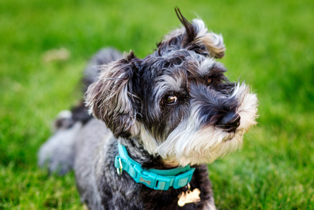 Portrait Of Mini Schnauzer