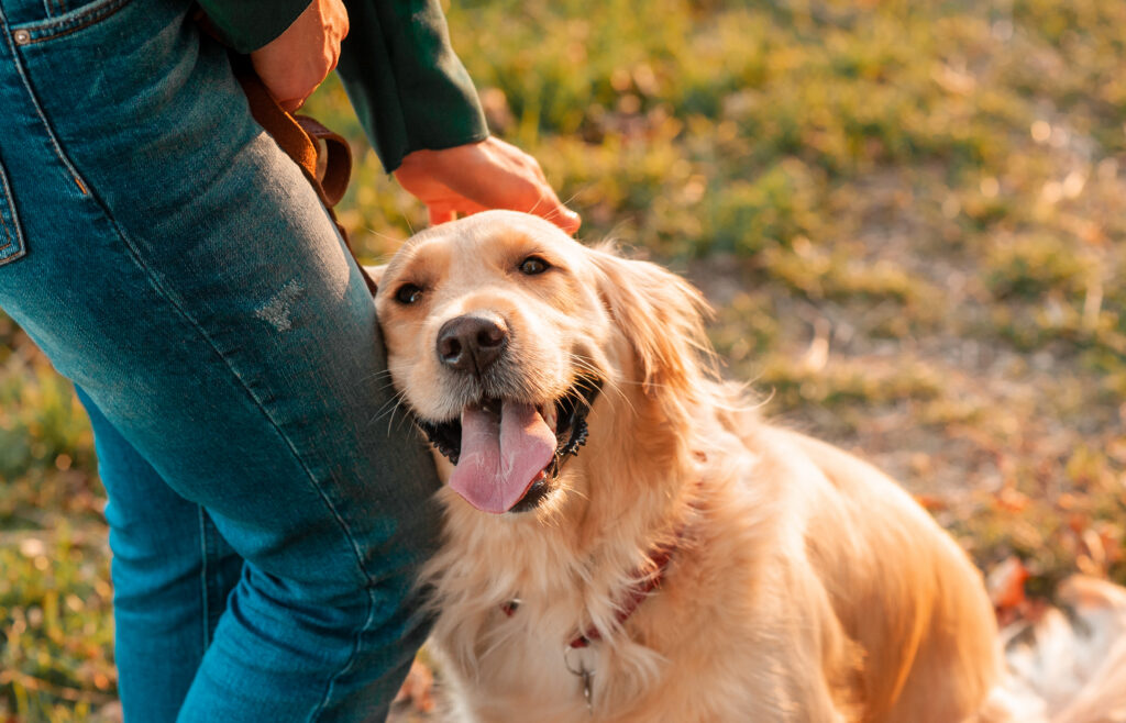 Golden Retriever Dog On Autumn Leaves Background Outdoors.