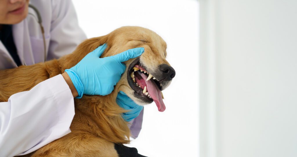 Banner Of Close Up Of Veterinarian's Hand Open The Dog Mount To Check Health Of Teeth Gum And Tongue In Vet Clinic, Concept Of Healthcare, Sickness, Veterinary Of Pet Animal.