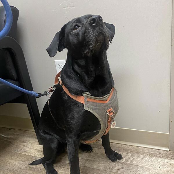 Adult Black Lab Sitting And Wearing A Harness