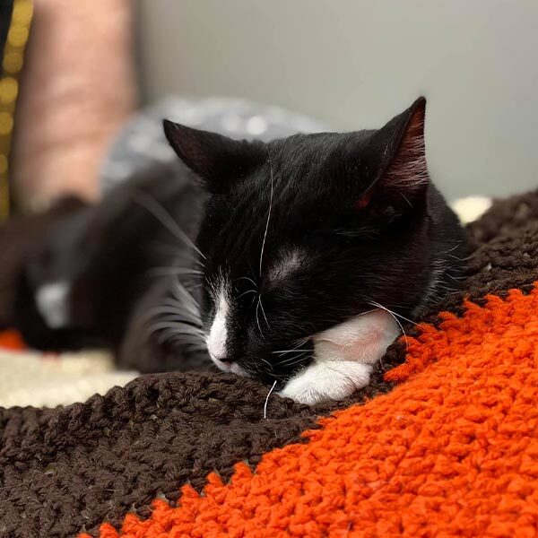 Back And White Kitten Sleeping On Crocheted Blanket