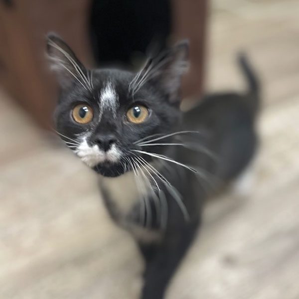 Black Cat Looking Up