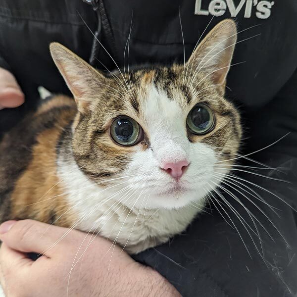 Close Up Of Calico Cat
