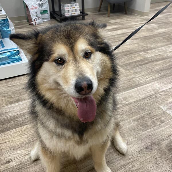 Close Up Of Fluffy Dog On Leash