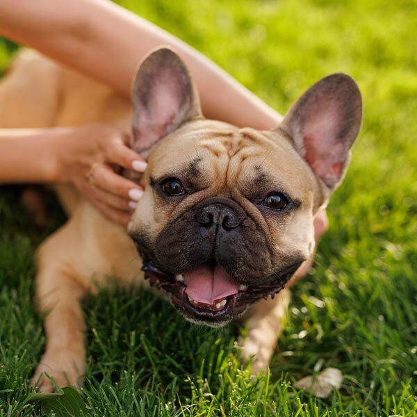 happy french bulldog being pet by female owner outside happy french bulldog being pet by female owner outside