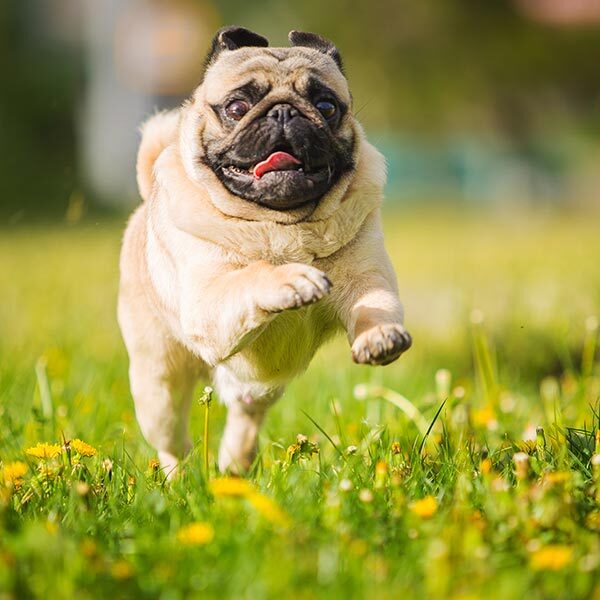 happy pug running outside in grassy field happy pug running outside in grassy field