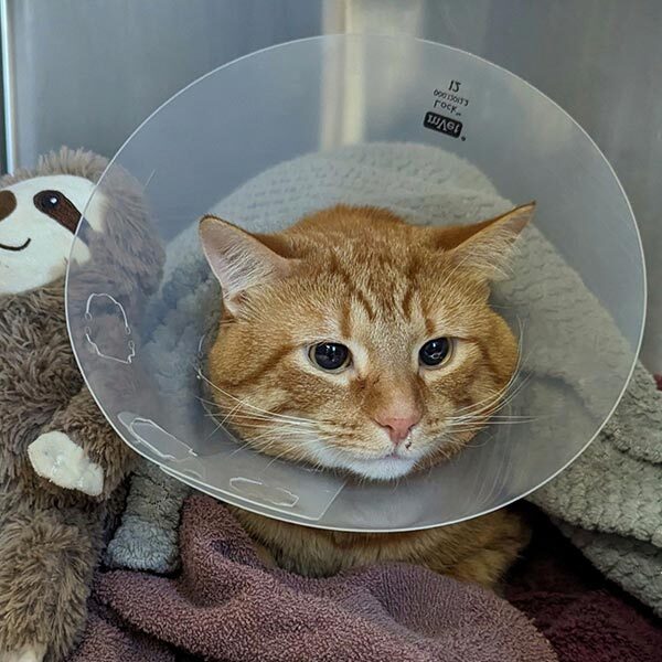 Tabby Cat Wearing A Cone And Recovering In Kennel