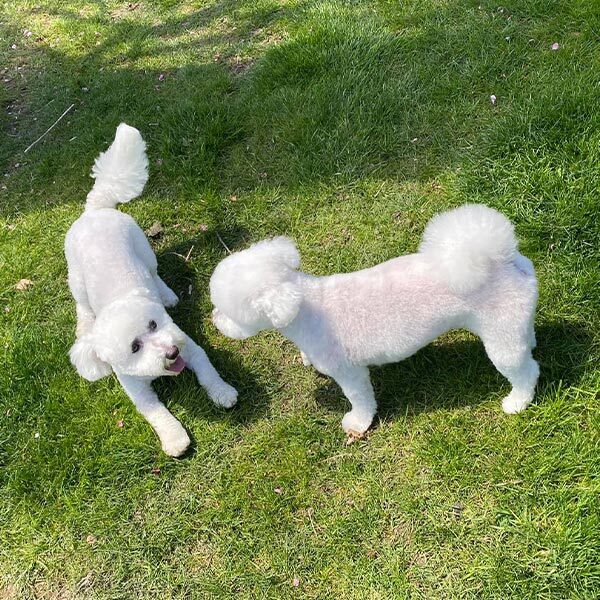 Two Fluffy White Dogs Playing Together Outside