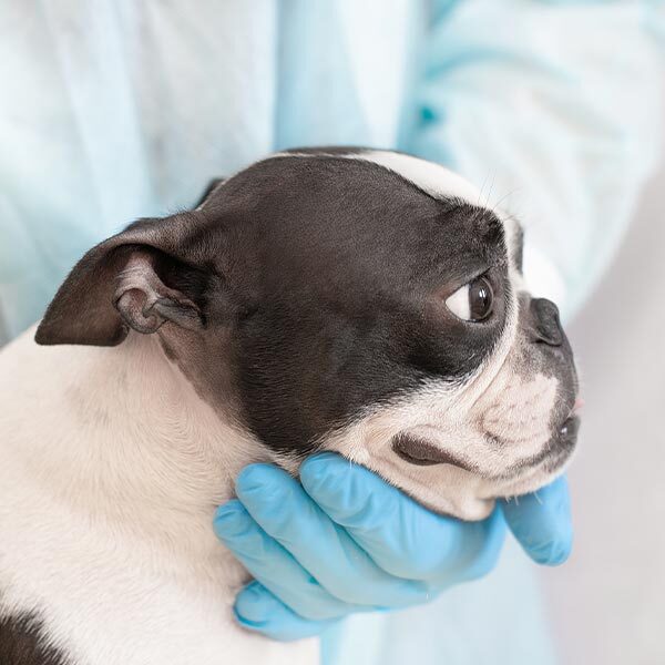 veterinarian examining flat face dog from the side veterinarian examining flat face dog from the side