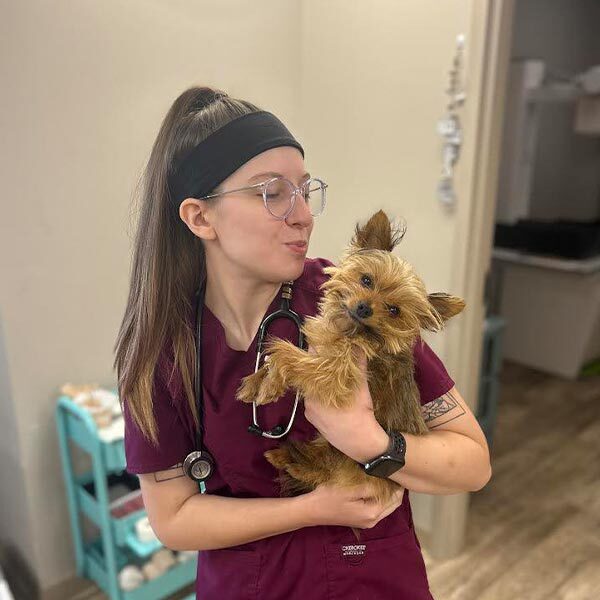 Veterinary Careers In Peoria Il